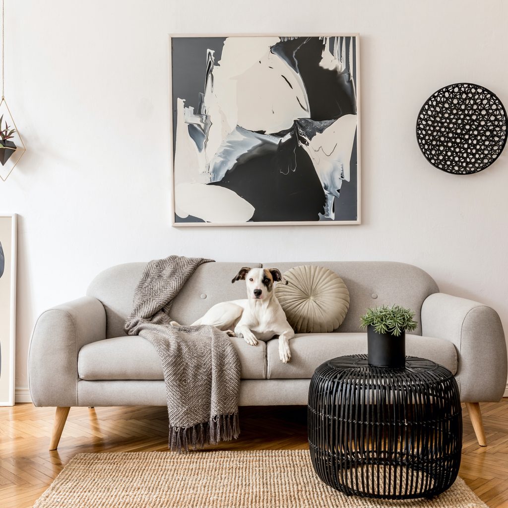 modern black and white living room with dog on sofa