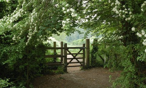 Wooden gate on dirt path surrounded by trees with white flowers