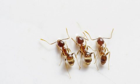 Three ants on white surface