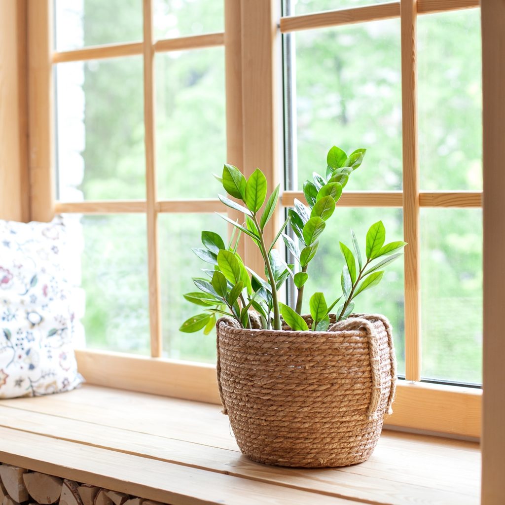 indoor plant in wicker pot on light wood windowsill