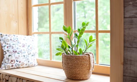 indoor plant on windowsill
