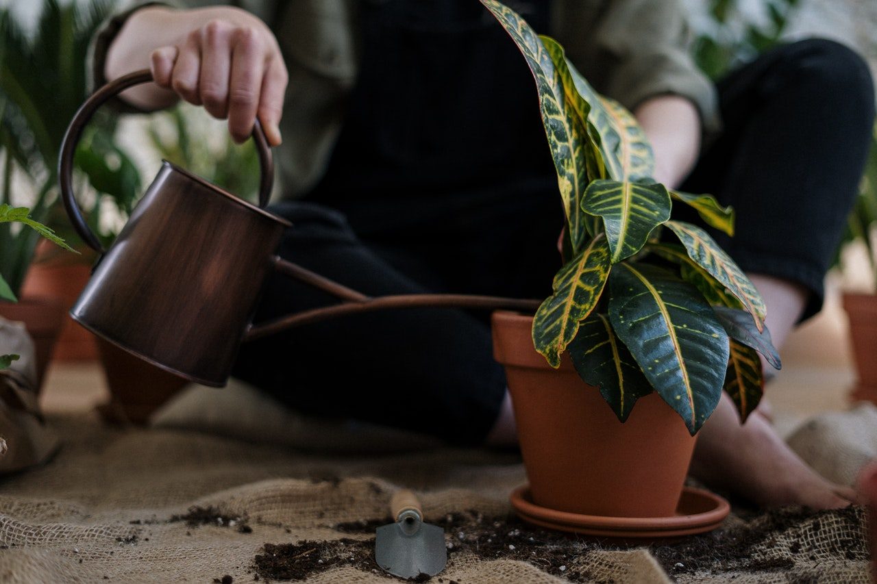 Potted plant being watered