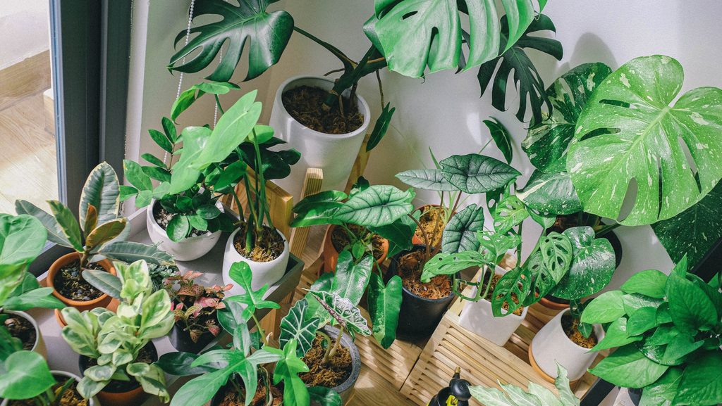 Green potted plants indoors