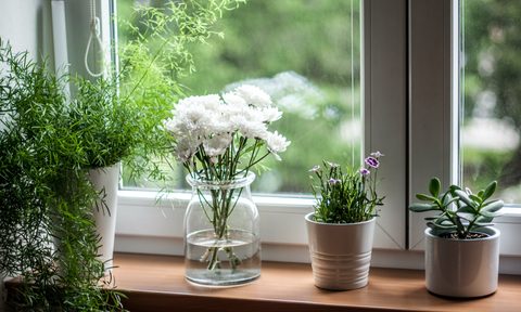 Three plants on a windowsill