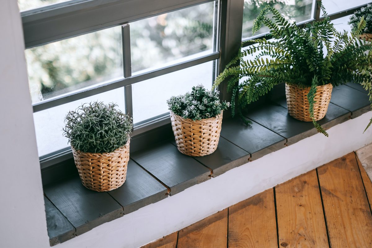 Windowsill plants in wicker planters