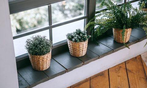 Windowsill plants in wicker planters