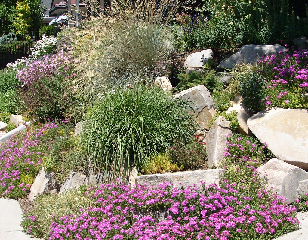 A xeriscape garden in bloom