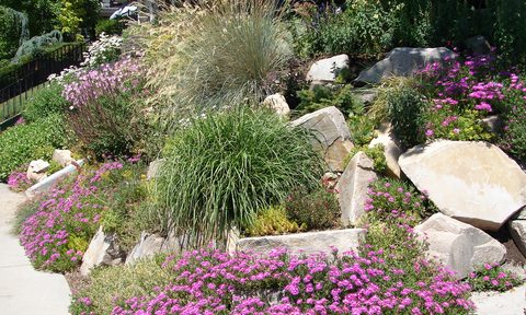 A A xeriscape garden in bloom