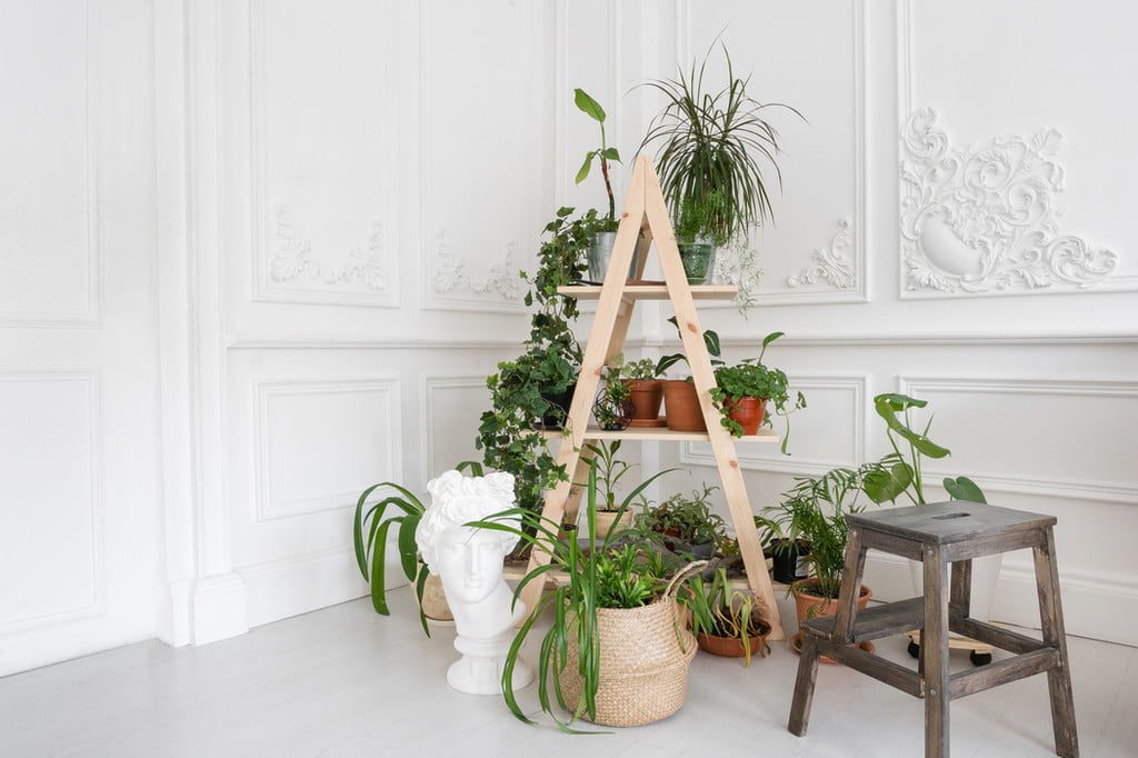Plant stand with plants on and near it