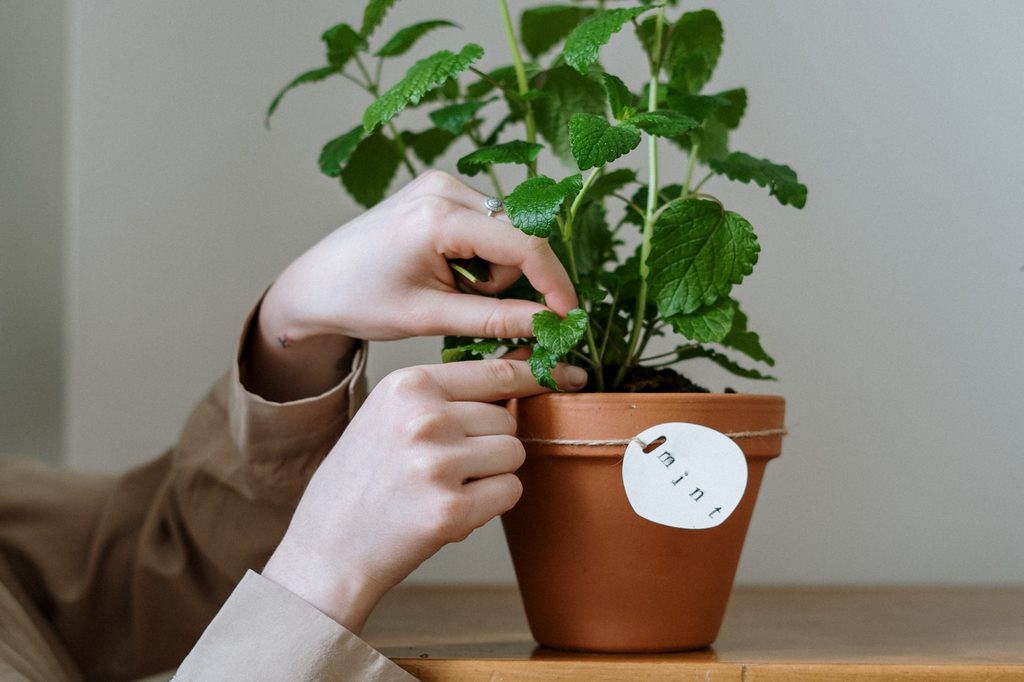 A person caring for a plant in a flower pot