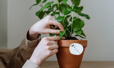 A person caring for a plant in a flower pot