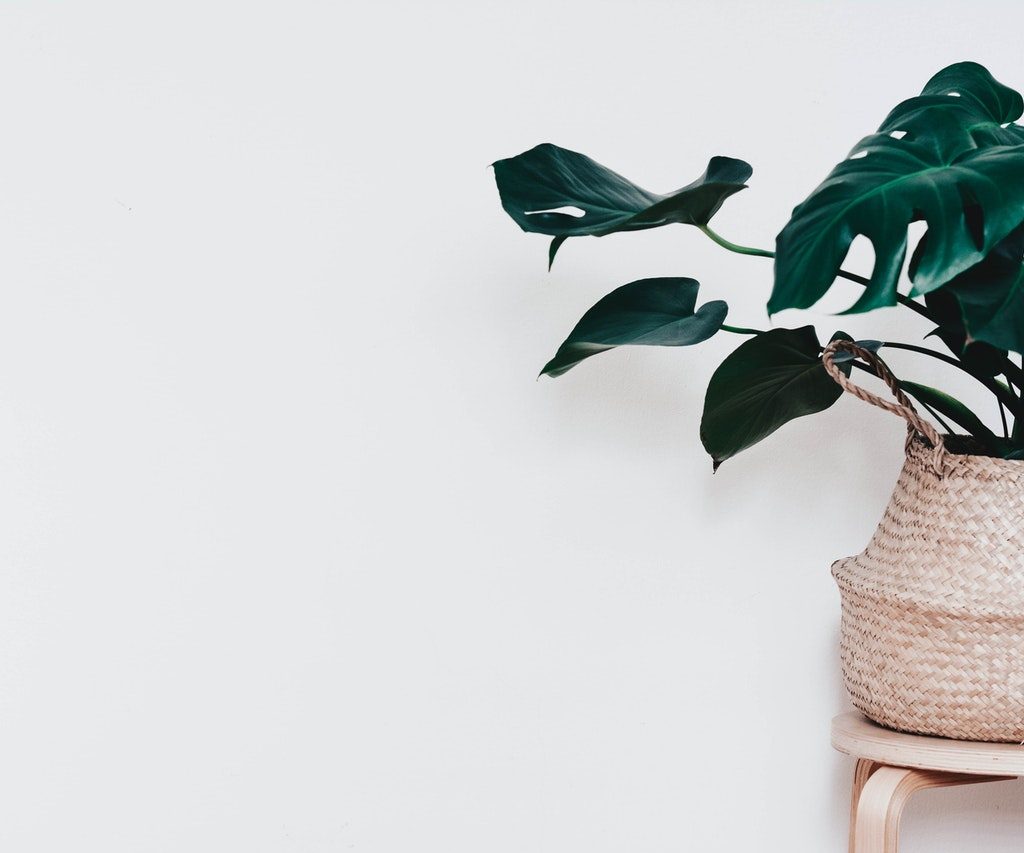Indoor plant in wicker container against white wall