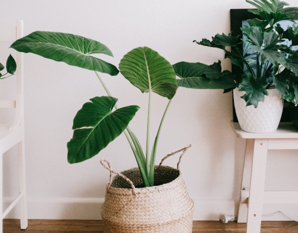 grouping of house plants