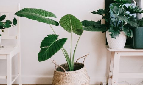 grouping of house plants