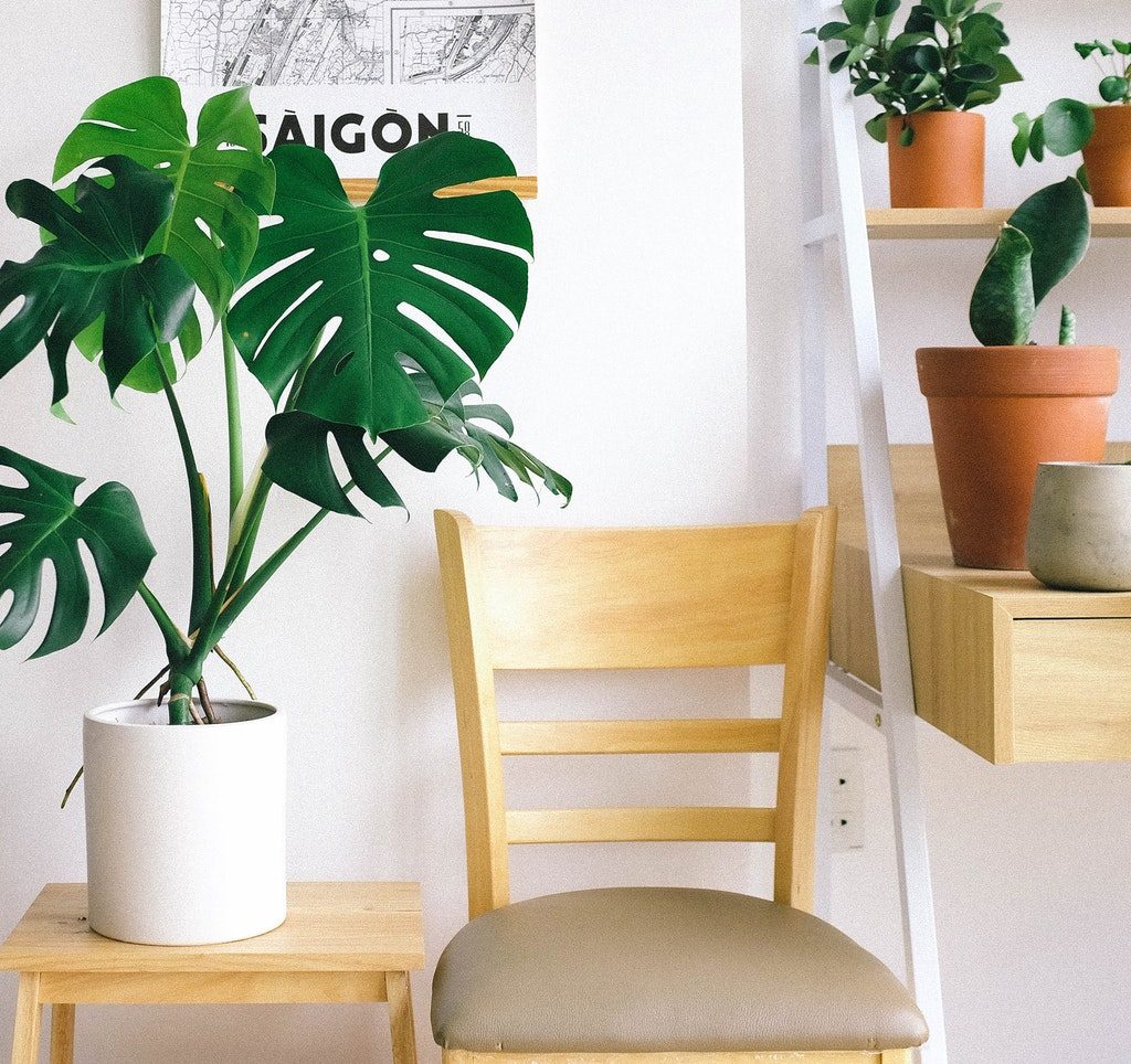 Indoor plants on wooden chairs and stands
