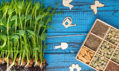 how to store seed wood box organizer