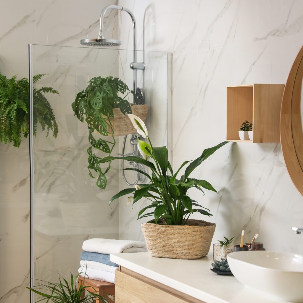 Bathroom lowlight plants