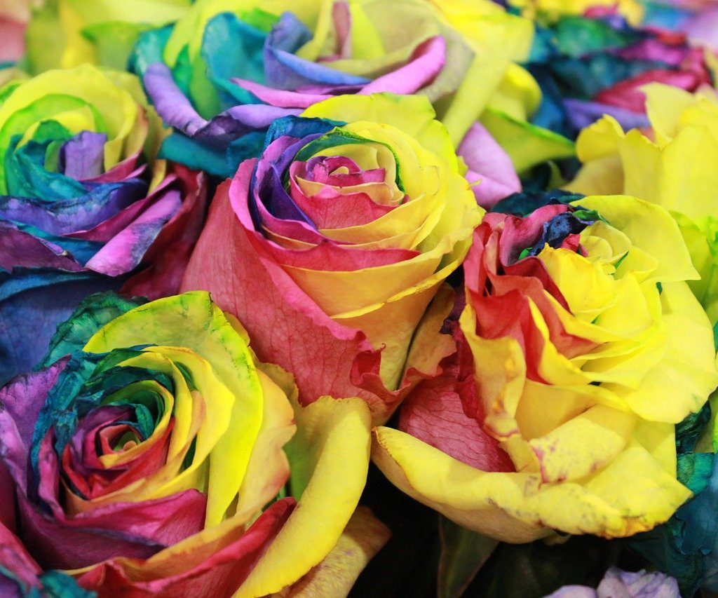 Close up of a bunch of kaleidoscope roses.
