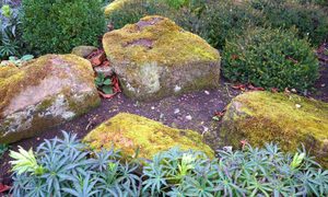 Rock garden with foliage