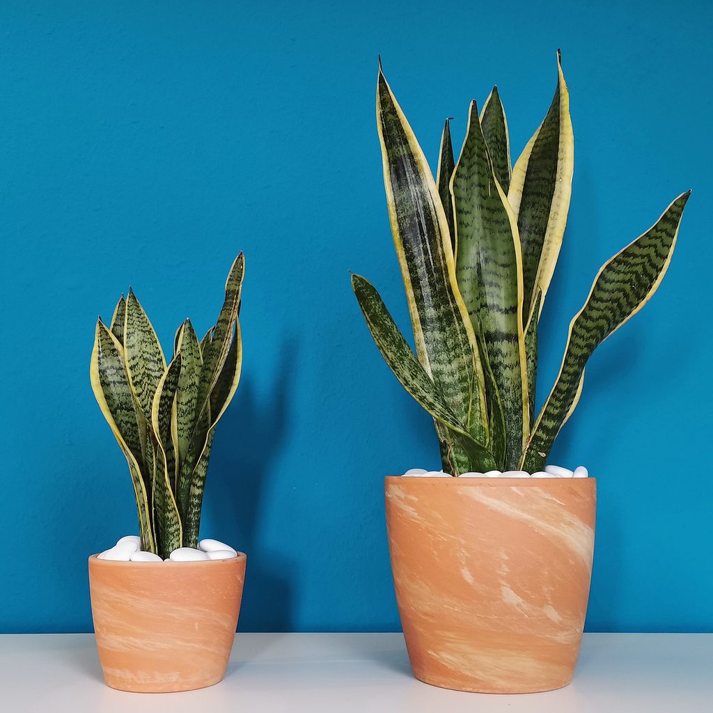 Two potted plants in front of a blue wall