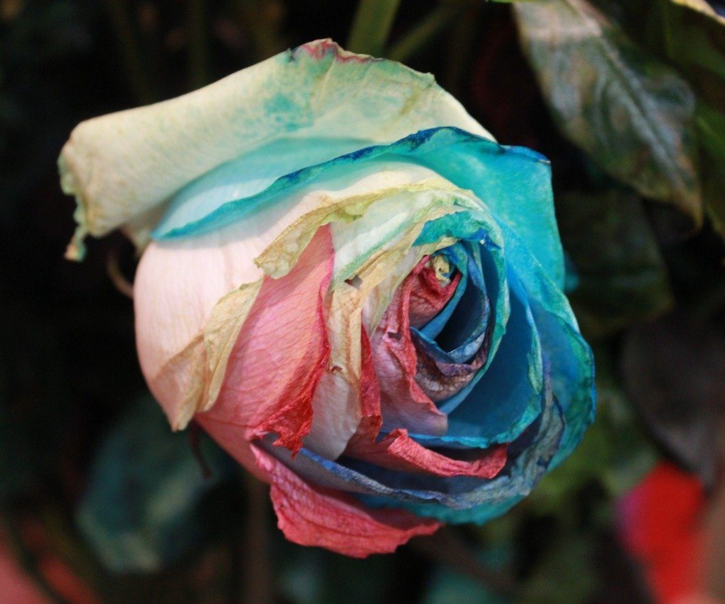 Close up of single kaleidoscope rose.