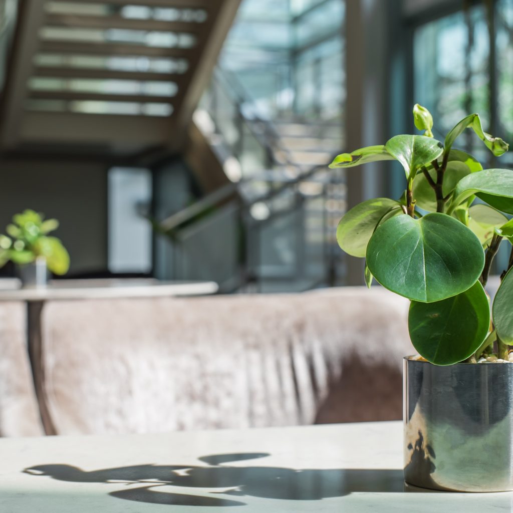 rubber plant sitting on coffee table in living room