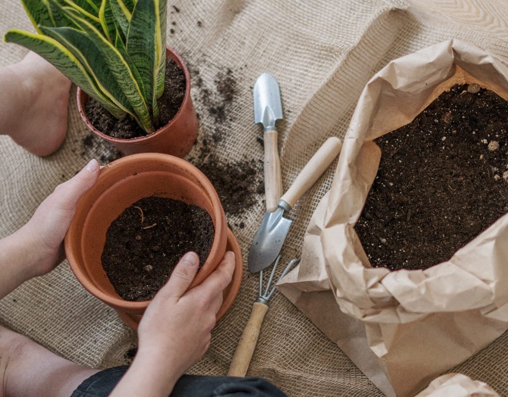 person holding pot while transplanting plant