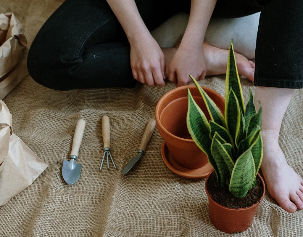 person repotting houseplant with garden tools