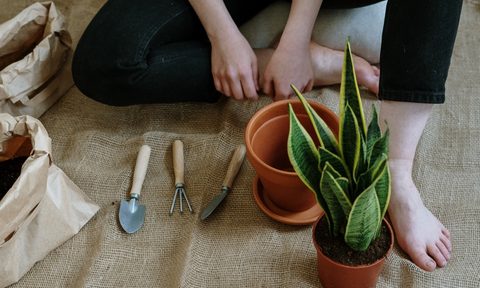 person repotting houseplant with garden tools