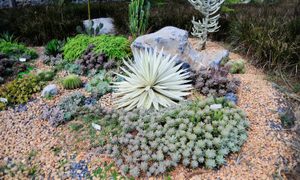 Flowering Plants In A Rock Garden