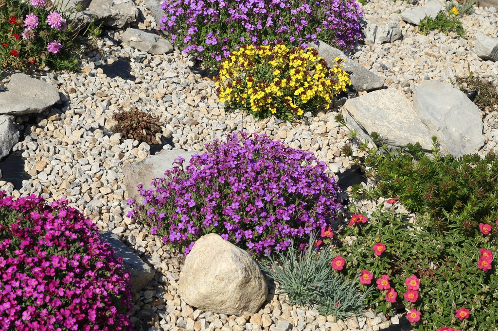 Rock garden with plants of different colors