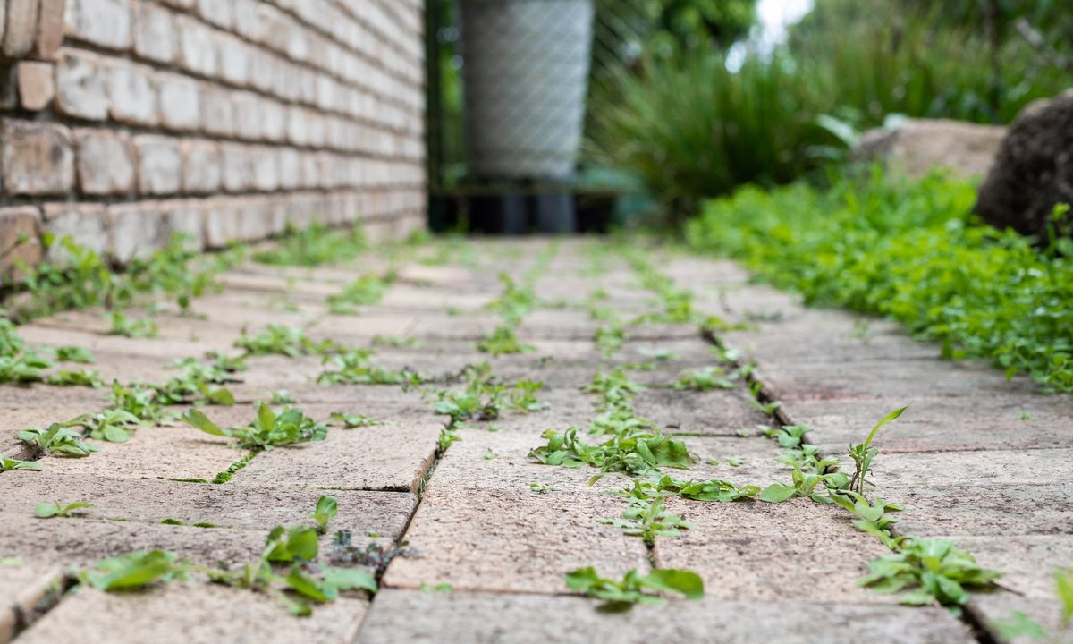 Weeds growing between patio pavers next to a brick wall