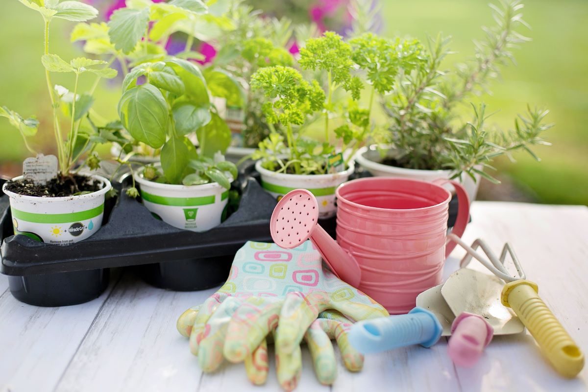 herbs ready for planting