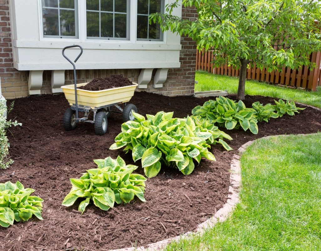 Wheelbarrow with mulch for landscaping