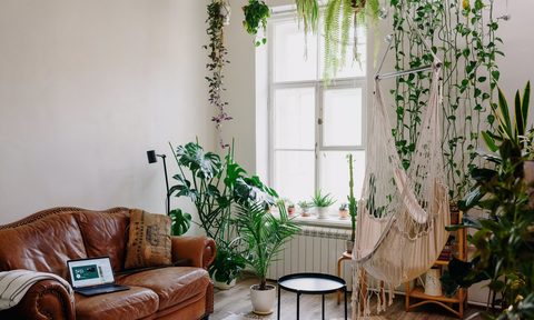 Decorative plants