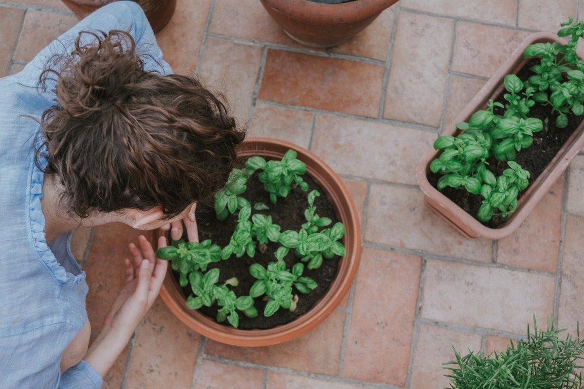 raised containers with plants