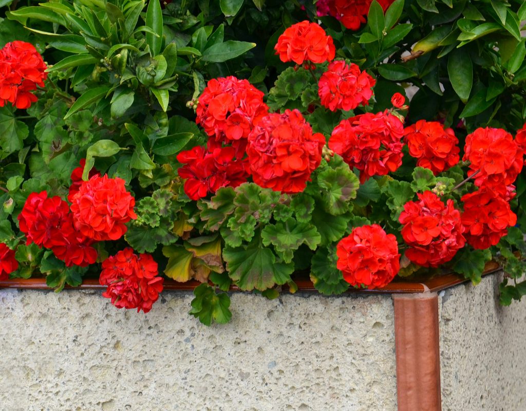 red geraniums
