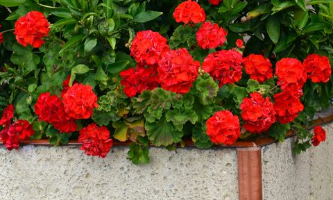 red geraniums