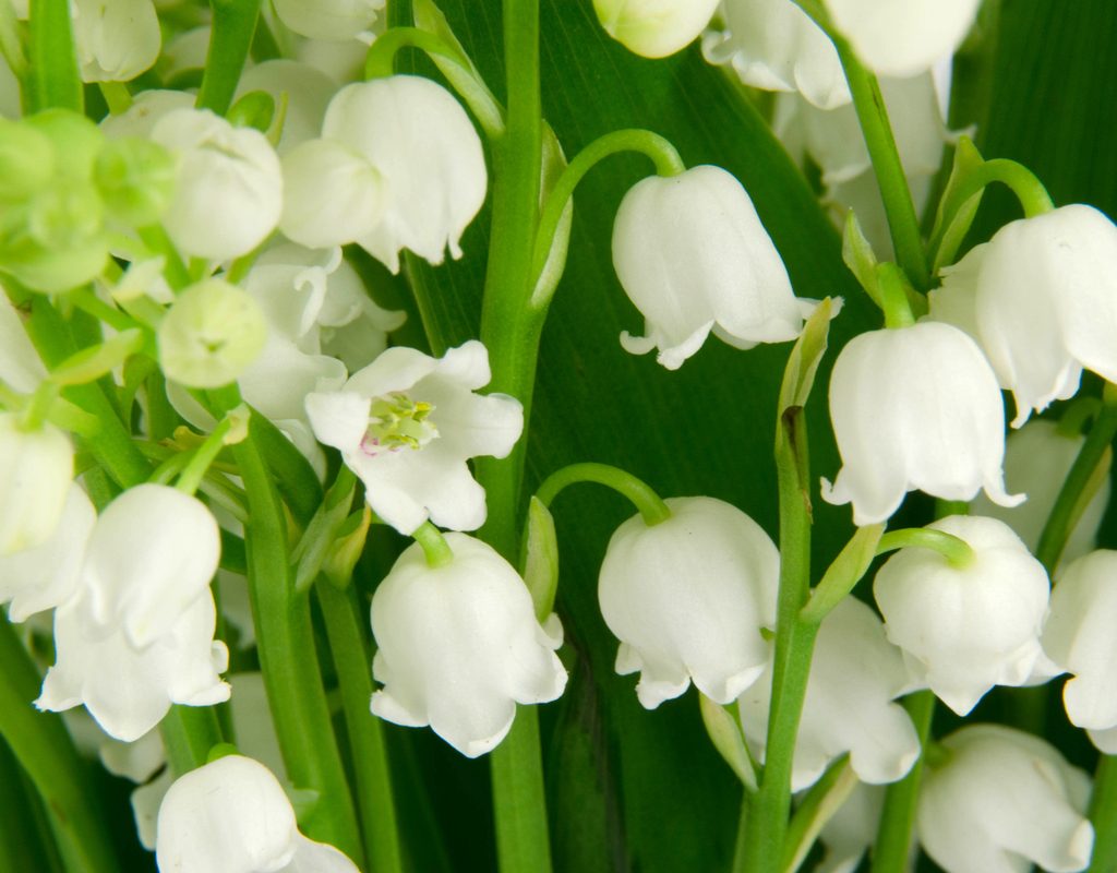 White lily of the valley flowers in a garden