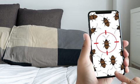 Person holding phone with bugs on the screen.