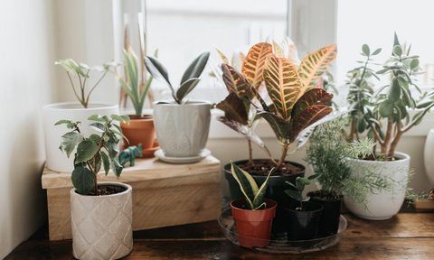 buy houseplants online bunch of resized 1024x1024