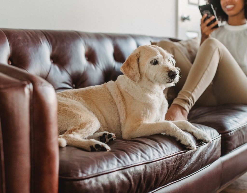 Woman sitting with her dog on a leather couch