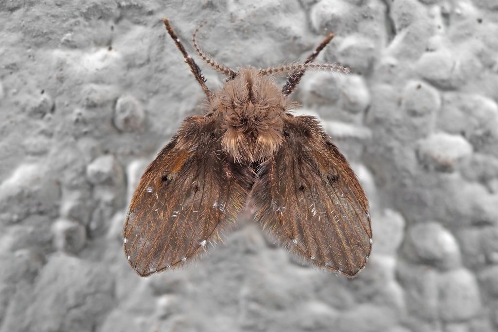 closeup of drain fly