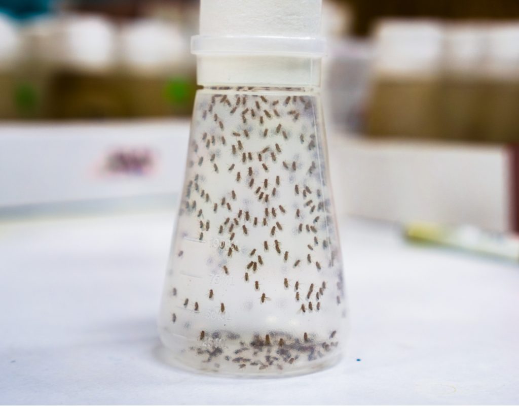 fruit flies trapped in a bottle