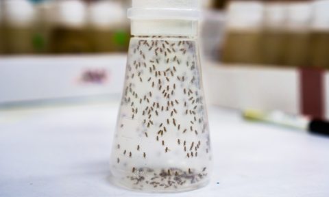 Fruit flies in a liquid container trap