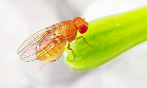 Close-up image of a fruit fly on a leaf