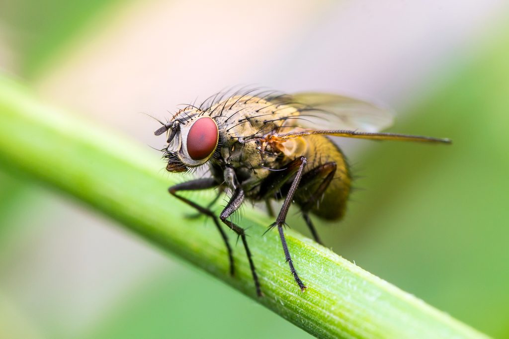 close up of a fruit fly