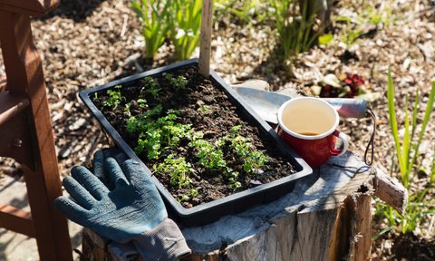 grow beautiful garden gloves coffee resized
