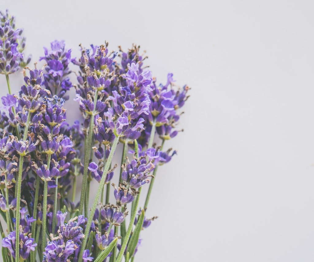 lavender flowers against white wall