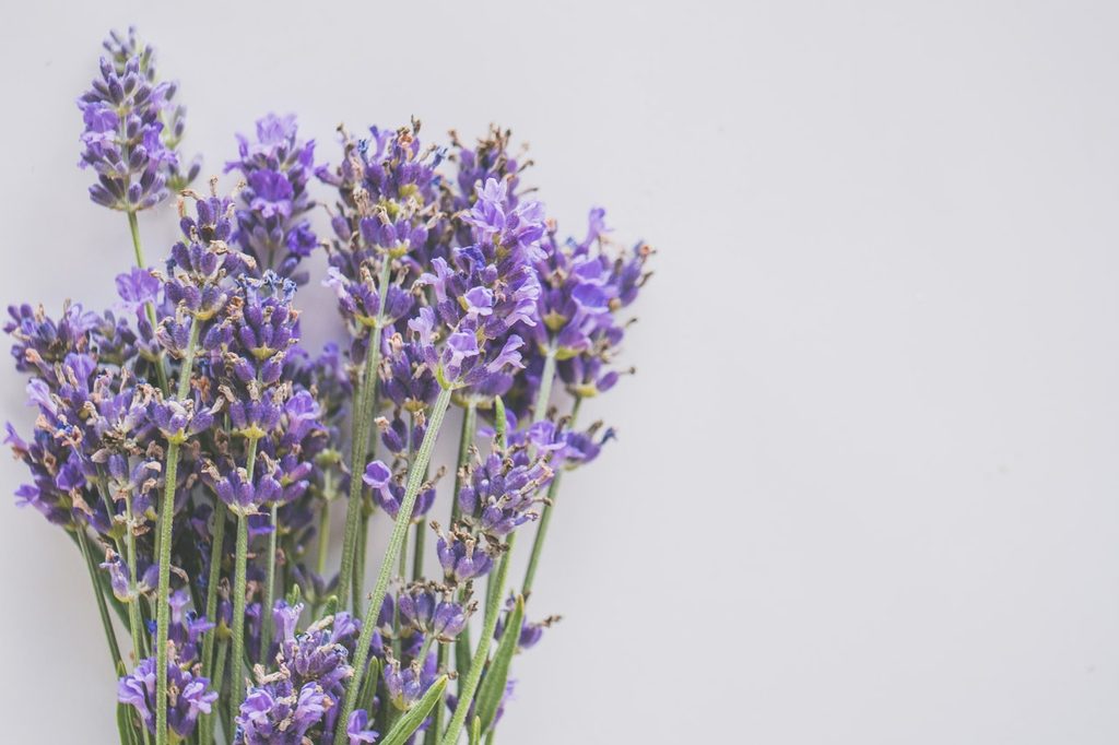 Lavender flowers against white wall
